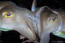 "The Mating Game" I followed these amorous cuttlefish hop... by Debi Henshaw 